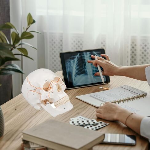 Human Knee Joint Model 1：1 Life-Size Model Medical Study Tool with Detailed Bones Ligaments and Cartilage in Saudi Arabia