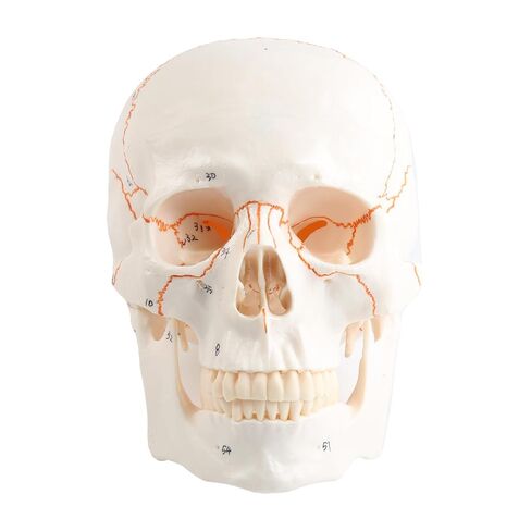 Human Knee Joint Model 1：1 Life-Size Model Medical Study Tool with Detailed Bones Ligaments and Cartilage in Saudi Arabia