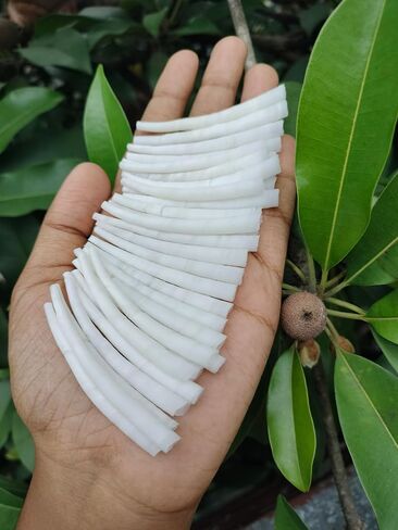 2.2 lbs (1 kg) Smooth Dentalium Shells (1.25–1.5 Inches) – Approx. 1520 Pieces – Natural White Dentalium Shells for Beading, Jewelry Making, Native Craft & Regalia. in Kuwait