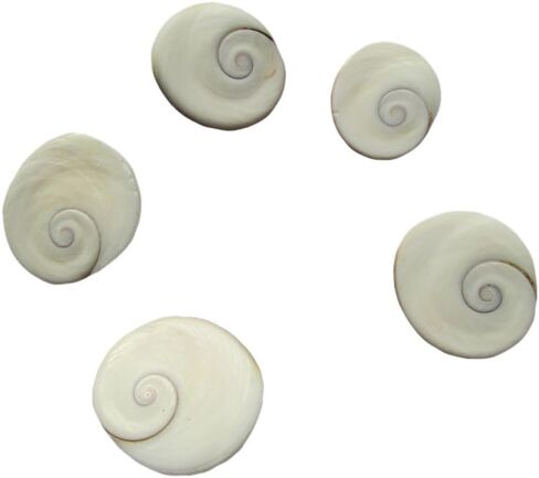 5 Pieces Gomti Chakra for Wealth Health Success Worship in Kuwait