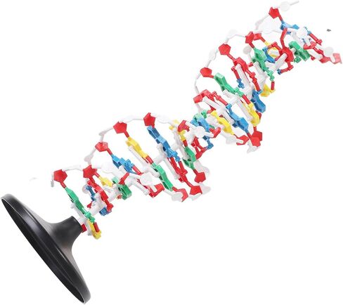 DNA Model, DNA in Kuwait