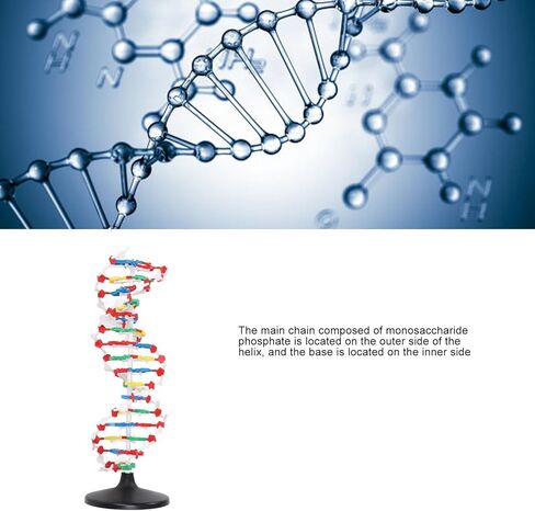 DNA Model, DNA in Kuwait