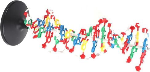 DNA Model, DNA in Kuwait