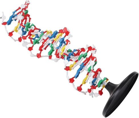 DNA Model, DNA in Kuwait