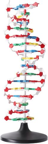 DNA Model, DNA in Kuwait