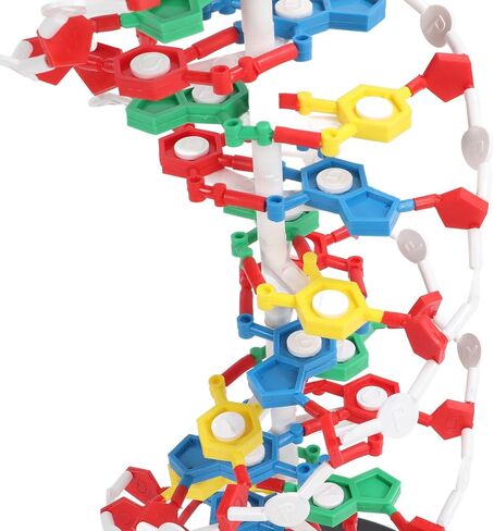 DNA Model, DNA in Kuwait
