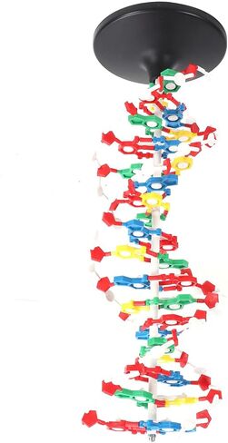 DNA Model, DNA in Kuwait