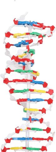 DNA Model, DNA in Kuwait