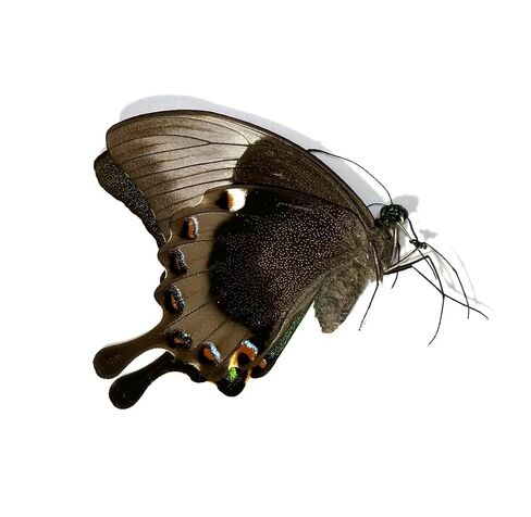 عينة فراشة Papilio Blumei الحقيقية للعرض أو الحرف اليدوية أو التحنيط أو التجميع - جناح مغلق، انتشار مفتوح (انتشار) in Kuwait
