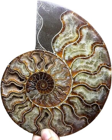 Natural Beautiful Ammonite Fossil Conch Specimen Collectibles Home Decor Gifts Ornament (5-6in/300g-400g) in Kuwait