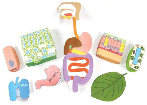 مجموعة صنع النماذج الورقية ثلاثية الأبعاد من NewPath Cell Organization، مجموعة/5 ألوان كاملة، قوالب نماذج ورقية ودليل المعلمين (24-7738) in Kuwait