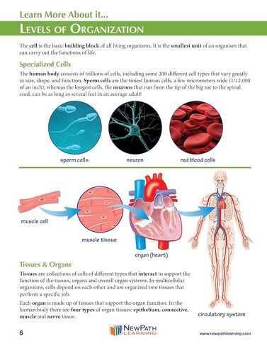 مجموعة صنع النماذج الورقية ثلاثية الأبعاد من NewPath Cell Organization، مجموعة/5 ألوان كاملة، قوالب نماذج ورقية ودليل المعلمين (24-7738) in Kuwait