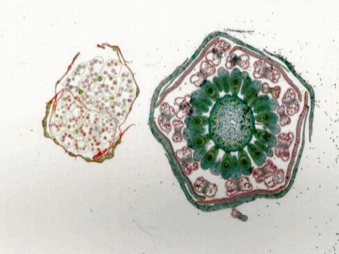 Monocot and Dicot Flower Buds - Microscope Slide in Kuwait
