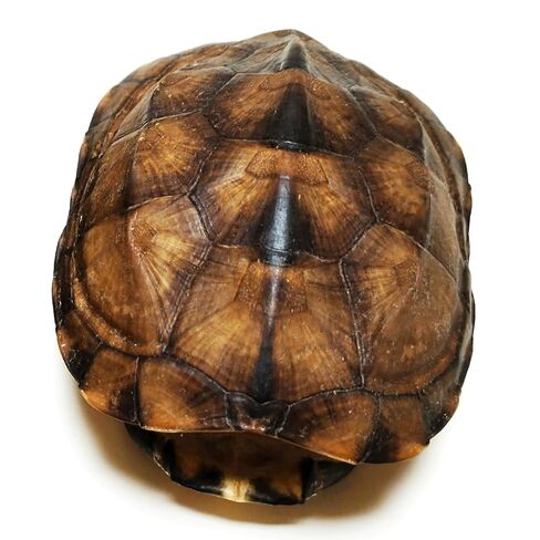 Natural Turtle Shell, Real Animal Bones Specimen Collection Animal Taxidermy for Home Decoration Special Gifts in Saudi Arabia