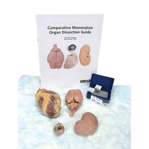 Carolina's Comparative Sheep Organ Dissection Kit – Comprehensive Mammalian Anatomy Study | Ideal for Biology Education in Kuwait