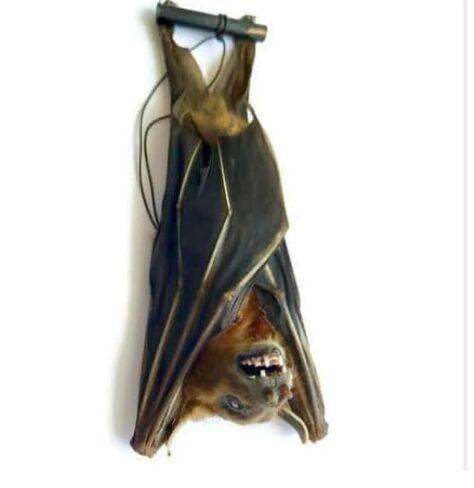 Real Preserved MUMMIFIED BAT Hanging Position Cynopterus Brachyotis in Kuwait