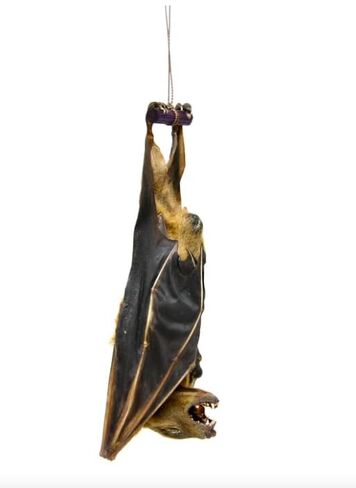 Real Preserved MUMMIFIED BAT Hanging Position Cynopterus Brachyotis in Kuwait