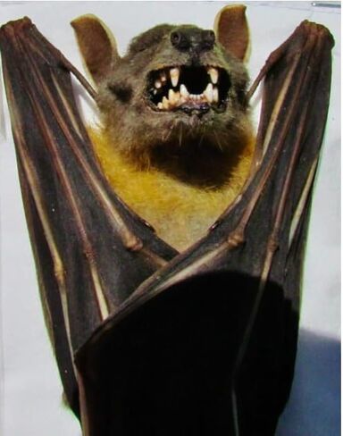 Real Preserved MUMMIFIED BAT Hanging Position Cynopterus Brachyotis in Kuwait