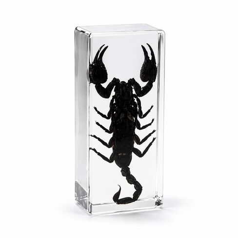 Taxidermy Scorpion, Real Scorpion Specimens Animal Specimen in Resin for Science Classroom Science Education, Great Gift for Fans of Taxidermy, Animal Skull, Oddities, Biology in Saudi Arabia