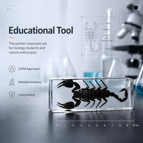Taxidermy Scorpion, Real Scorpion Specimens Animal Specimen in Resin for Science Classroom Science Education, Great Gift for Fans of Taxidermy, Animal Skull, Oddities, Biology in Saudi Arabia
