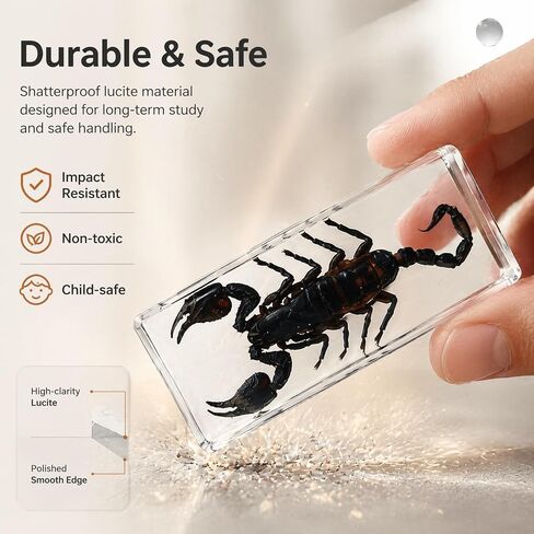 Taxidermy Scorpion, Real Scorpion Specimens Animal Specimen in Resin for Science Classroom Science Education, Great Gift for Fans of Taxidermy, Animal Skull, Oddities, Biology in Saudi Arabia