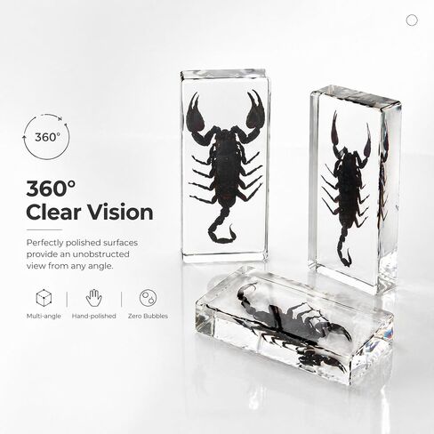 Taxidermy Scorpion, Real Scorpion Specimens Animal Specimen in Resin for Science Classroom Science Education, Great Gift for Fans of Taxidermy, Animal Skull, Oddities, Biology in Saudi Arabia