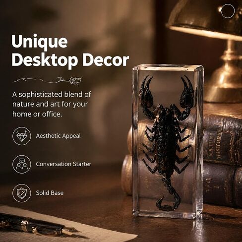 Taxidermy Scorpion, Real Scorpion Specimens Animal Specimen in Resin for Science Classroom Science Education, Great Gift for Fans of Taxidermy, Animal Skull, Oddities, Biology in Saudi Arabia