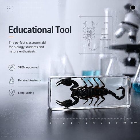 Taxidermy Scorpion, Real Scorpion Specimens Animal Specimen in Resin for Science Classroom Science Education, Great Gift for Fans of Taxidermy, Animal Skull, Oddities, Biology in Saudi Arabia