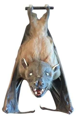 Real Preserved MUMMIFIED BAT Ready to Fly Position Cynopterus Brachyotis - Scientific Specimen - Artem Mortis in Kuwait