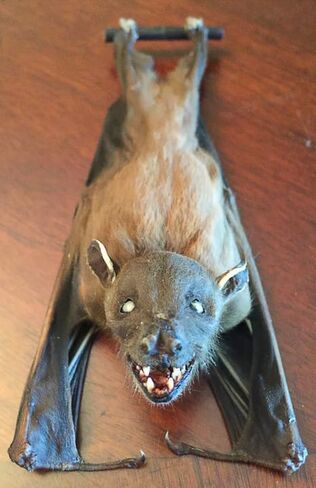 Real Preserved MUMMIFIED BAT Ready to Fly Position Cynopterus Brachyotis - Scientific Specimen - Artem Mortis in Kuwait