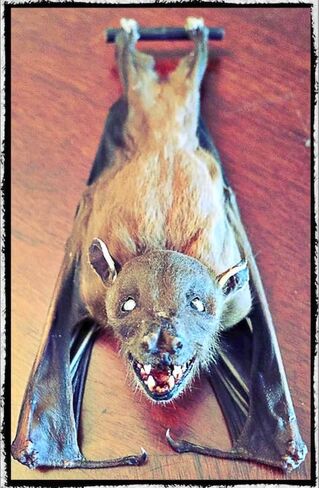 Real Preserved MUMMIFIED BAT Ready to Fly Position Cynopterus Brachyotis - Scientific Specimen - Artem Mortis in Kuwait