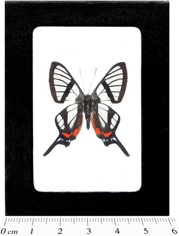 BicBugs Chorinea sylphinia Real Framed Butterfly Clearwing Peru in Kuwait