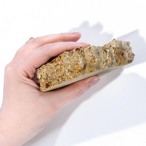 Eisco - Fossiliferous Limestone Specimen, Approx. 3" Hand Sample - Sedimentary Rock with Visible Fossils - Ideal for Geology & Earth Science Classrooms in Kuwait