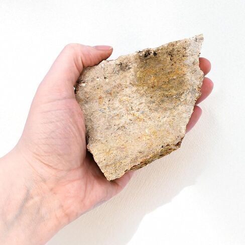 Eisco - Fossiliferous Limestone Specimen, Approx. 3" Hand Sample - Sedimentary Rock with Visible Fossils - Ideal for Geology & Earth Science Classrooms in Kuwait