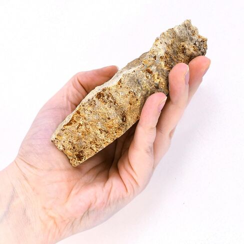 Eisco - Fossiliferous Limestone Specimen, Approx. 3" Hand Sample - Sedimentary Rock with Visible Fossils - Ideal for Geology & Earth Science Classrooms in Kuwait