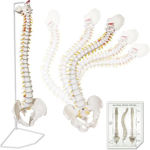 HADWYN 34.6" Life Size Spine Model with Nerves, Vertebrae, Arteries, Lumbar Column, Male Pelvis, Includes Durable Stand and Full Color Product Manual for Science Study or Patient Education in Kuwait
