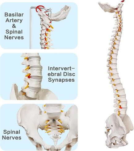 HADWYN 34.6" Life Size Spine Model with Nerves, Vertebrae, Arteries, Lumbar Column, Male Pelvis, Includes Durable Stand and Full Color Product Manual for Science Study or Patient Education in Kuwait