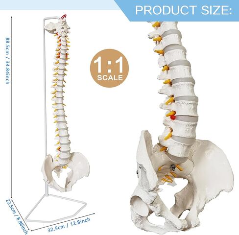 HADWYN 34.6" Life Size Spine Model with Nerves, Vertebrae, Arteries, Lumbar Column, Male Pelvis, Includes Durable Stand and Full Color Product Manual for Science Study or Patient Education in Kuwait