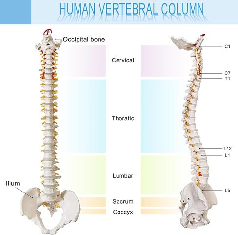 HADWYN 34.6" Life Size Spine Model with Nerves, Vertebrae, Arteries, Lumbar Column, Male Pelvis, Includes Durable Stand and Full Color Product Manual for Science Study or Patient Education in Kuwait
