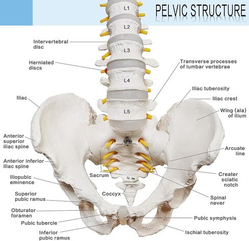 HADWYN 34.6" Life Size Spine Model with Nerves, Vertebrae, Arteries, Lumbar Column, Male Pelvis, Includes Durable Stand and Full Color Product Manual for Science Study or Patient Education in Kuwait