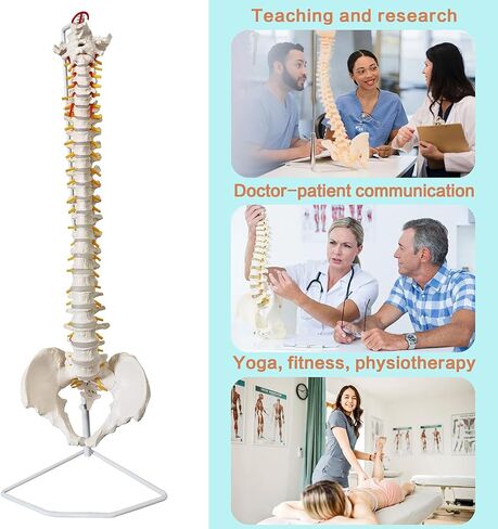 HADWYN 34.6" Life Size Spine Model with Nerves, Vertebrae, Arteries, Lumbar Column, Male Pelvis, Includes Durable Stand and Full Color Product Manual for Science Study or Patient Education in Kuwait