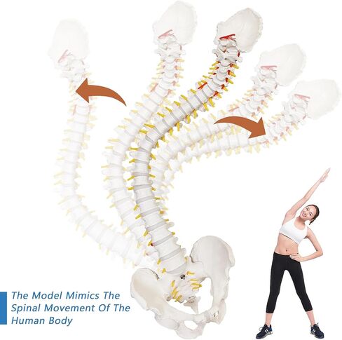 HADWYN 34.6" Life Size Spine Model with Nerves, Vertebrae, Arteries, Lumbar Column, Male Pelvis, Includes Durable Stand and Full Color Product Manual for Science Study or Patient Education in Kuwait