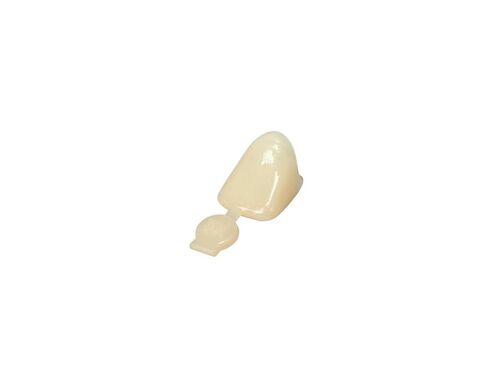 3M ESPE 3M-P13 Polycarbonate Crown, Upper Right Central (Pack of 5) in Kuwait