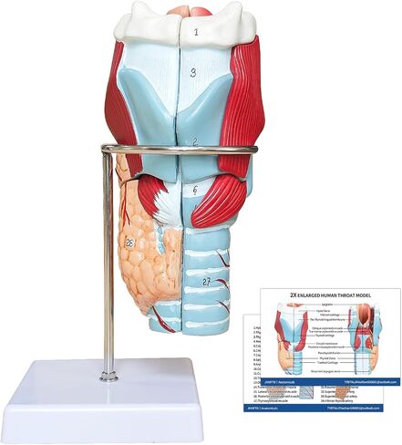 2X Enlarged Human Throat Model,5 Parts Human Larynx 3D Anatomy Model Laryngeal Muscles Cavity Bone with Labeled Numbered Product Manual Card and Removable PVC Base for Medical Education Study in Kuwait