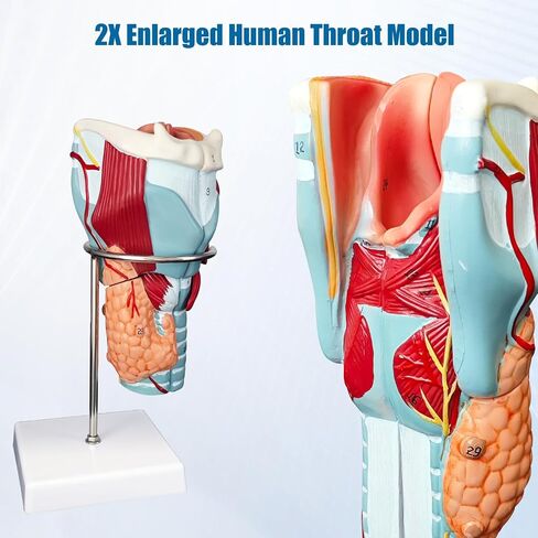 2X Enlarged Human Throat Model,5 Parts Human Larynx 3D Anatomy Model Laryngeal Muscles Cavity Bone with Labeled Numbered Product Manual Card and Removable PVC Base for Medical Education Study in Kuwait
