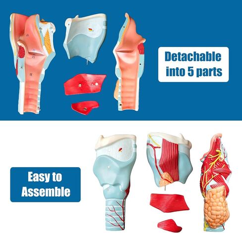 2X Enlarged Human Throat Model,5 Parts Human Larynx 3D Anatomy Model Laryngeal Muscles Cavity Bone with Labeled Numbered Product Manual Card and Removable PVC Base for Medical Education Study in Kuwait