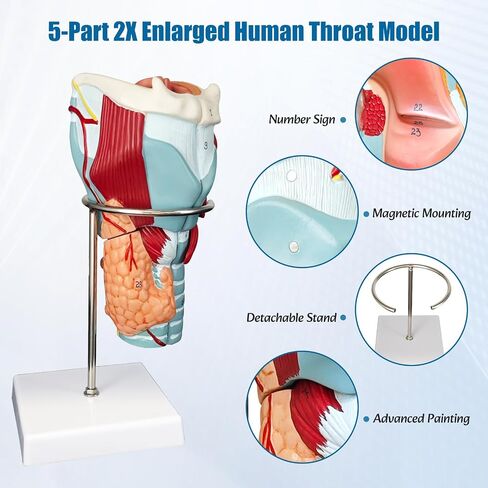 2X Enlarged Human Throat Model,5 Parts Human Larynx 3D Anatomy Model Laryngeal Muscles Cavity Bone with Labeled Numbered Product Manual Card and Removable PVC Base for Medical Education Study in Kuwait