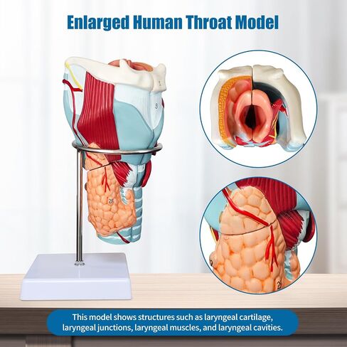 2X Enlarged Human Throat Model,5 Parts Human Larynx 3D Anatomy Model Laryngeal Muscles Cavity Bone with Labeled Numbered Product Manual Card and Removable PVC Base for Medical Education Study in Kuwait