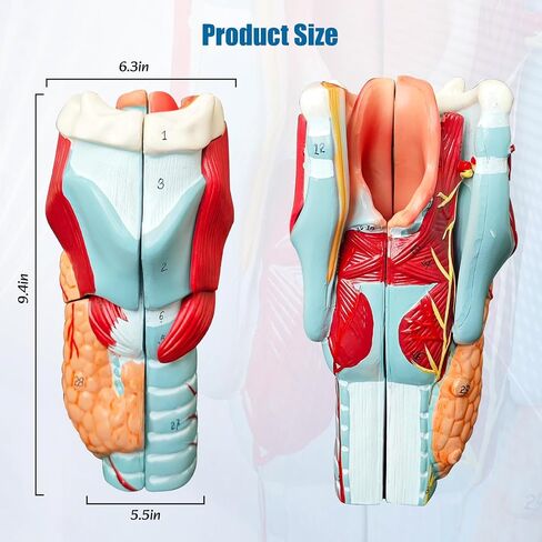 2X Enlarged Human Throat Model,5 Parts Human Larynx 3D Anatomy Model Laryngeal Muscles Cavity Bone with Labeled Numbered Product Manual Card and Removable PVC Base for Medical Education Study in Kuwait