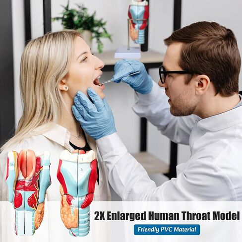 2X Enlarged Human Throat Model,5 Parts Human Larynx 3D Anatomy Model Laryngeal Muscles Cavity Bone with Labeled Numbered Product Manual Card and Removable PVC Base for Medical Education Study in Kuwait